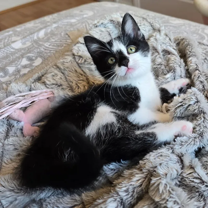 A baby small-sized female Black Domestic Short Hair cat named Barley for adoption in Pleasanton, CA