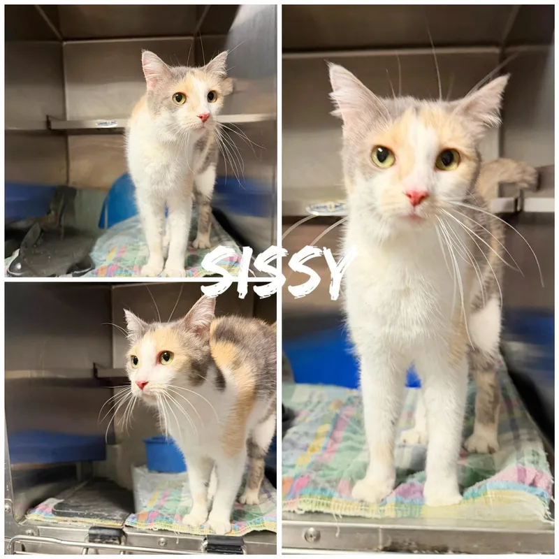 An adult medium-sized female Calico Domestic Short Hair cat named Sissy for adoption in Saint James, MO