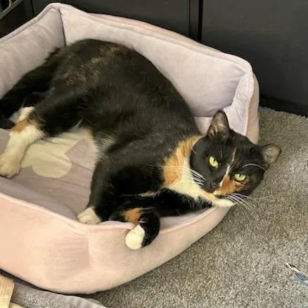 Sunshine thumbnail 3