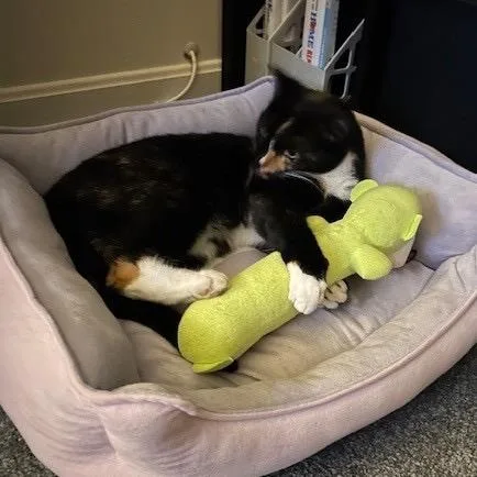 Sunshine thumbnail 4