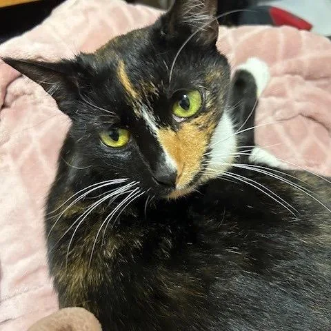 Sunshine thumbnail 6