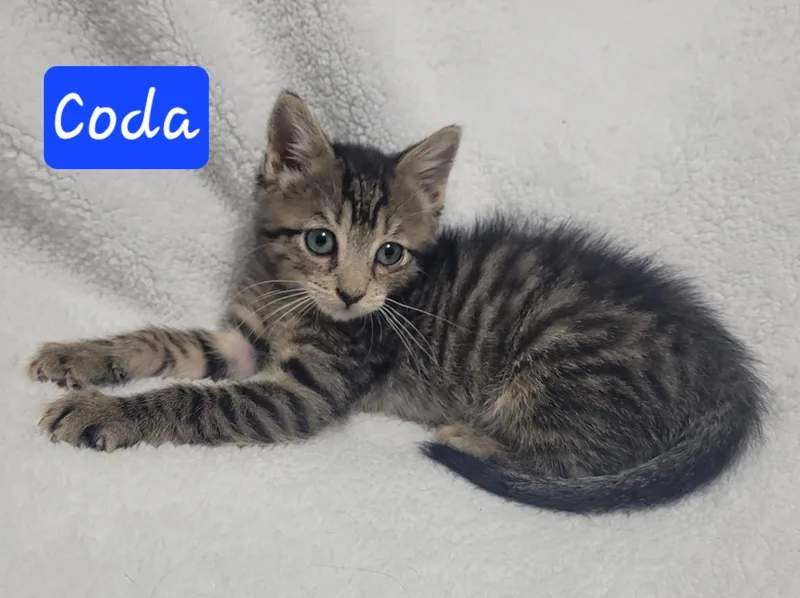 A baby medium-sized male Gray / Blue / Silver Domestic Short Hair cat named Coda for adoption in LaPlace, LA