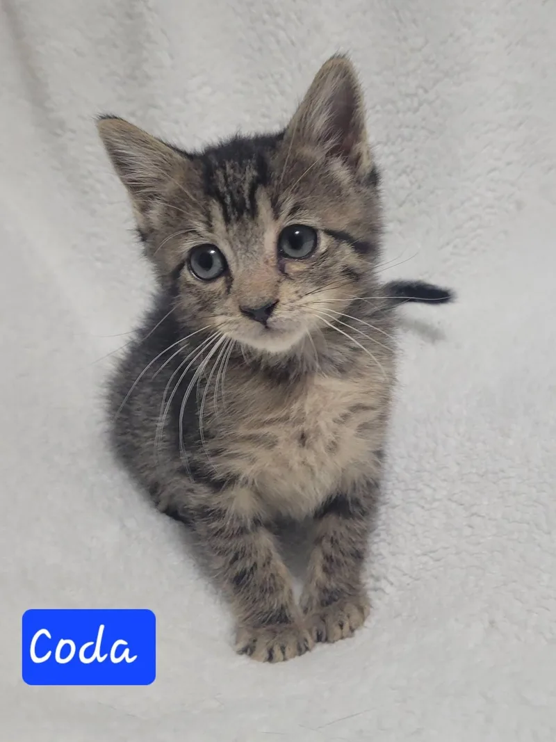 Coda thumbnail 2
