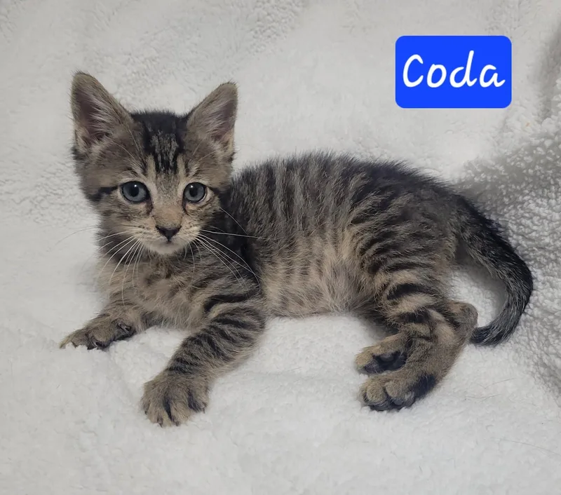 Coda thumbnail 3