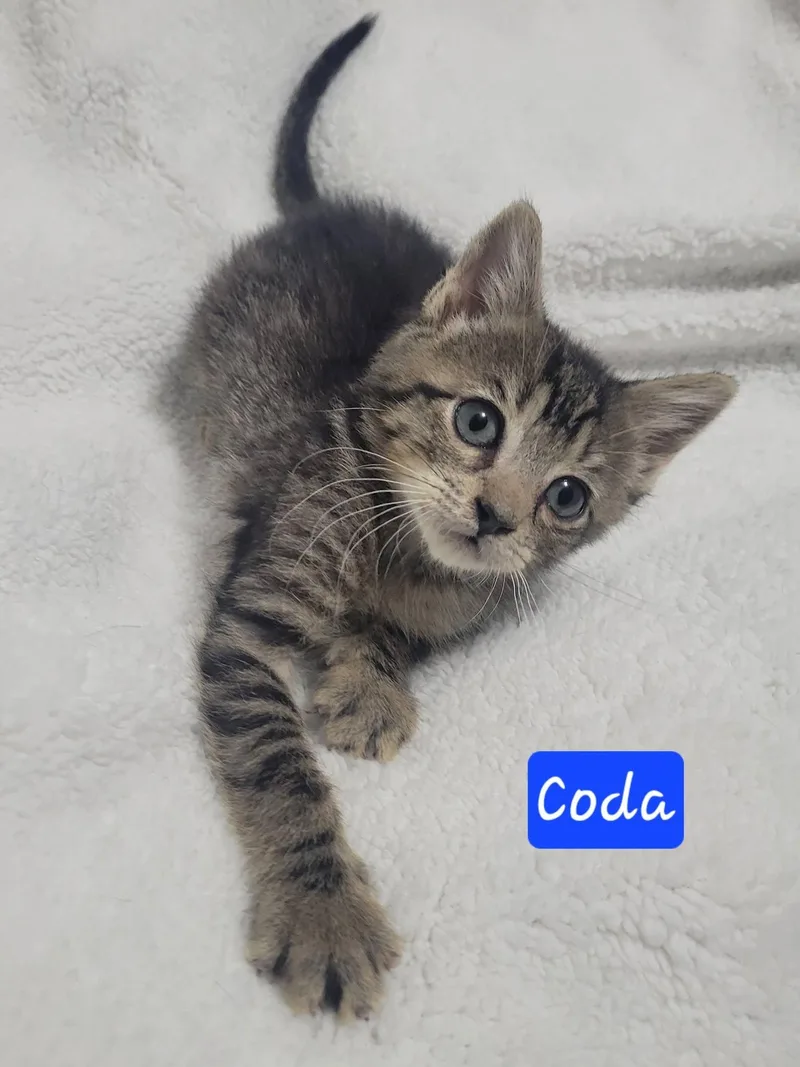 Coda thumbnail 4