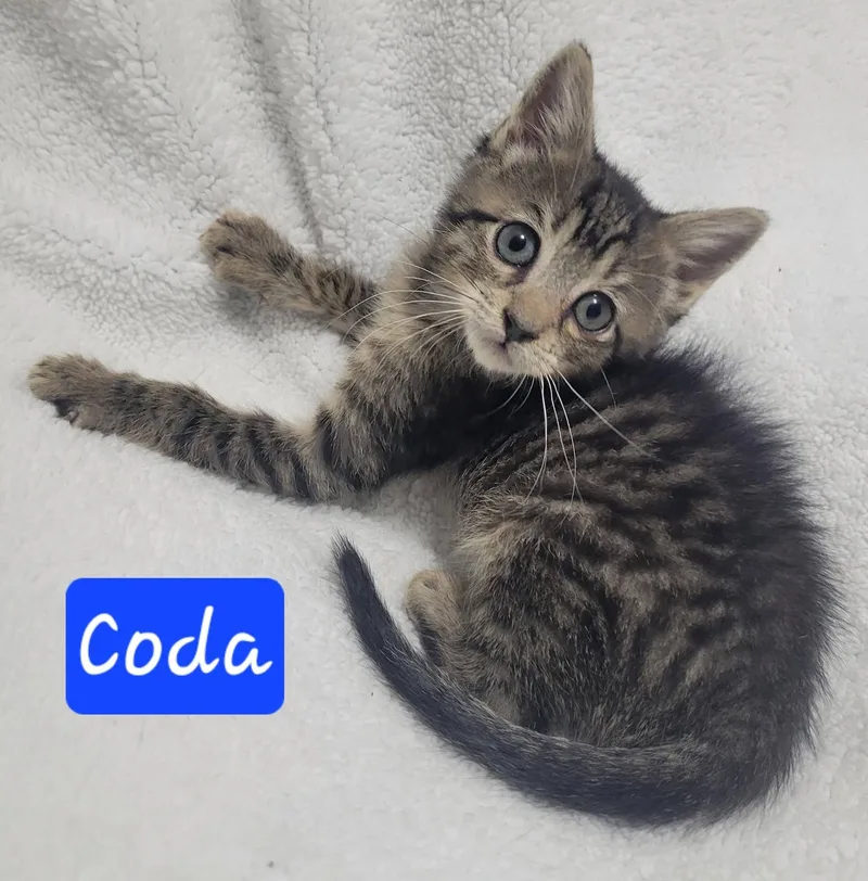 Coda thumbnail 5