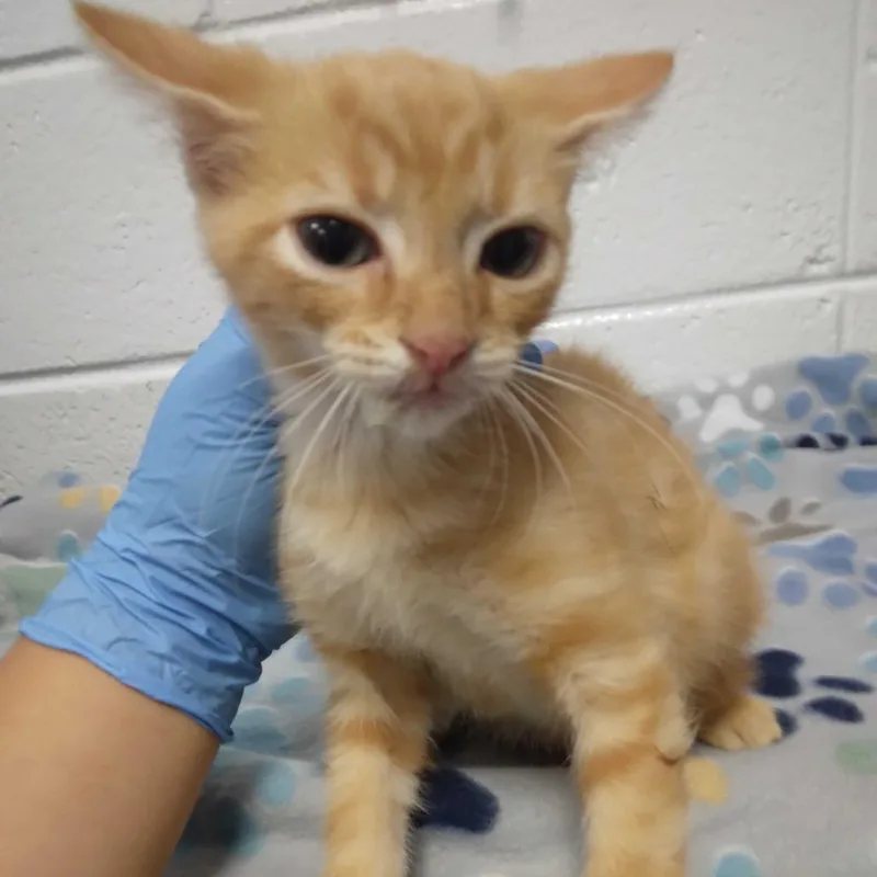 A baby small-sized male Orange / Red Domestic Short Hair cat named Bobble for adoption in Spruce Pine, NC