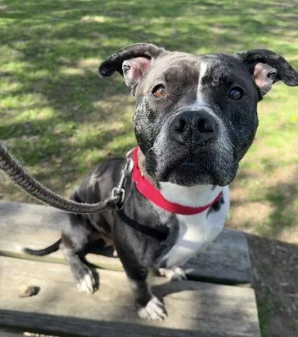 An adult large-sized female Mixed Breed dog named Oreo for adoption in Fairfax, VA