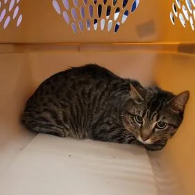 An adult medium-sized male Brown / Chocolate Domestic Short Hair cat named King Boo for adoption in Cedar Rapids, IA