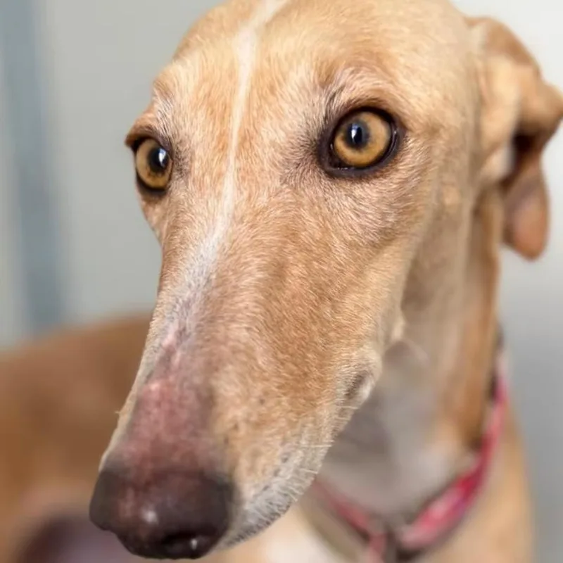 An adult medium-sized female Yellow / Tan / Blond / Fawn Galgo Spanish Greyhound dog named Rubia for adoption in Sterling Heights, MI