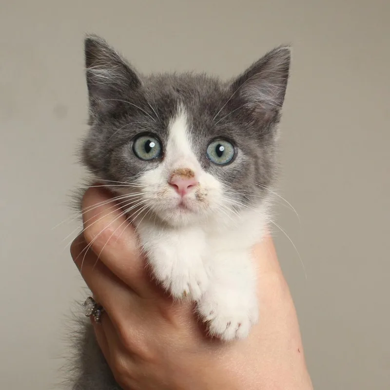 A baby small-sized female Gray / Blue / Silver Domestic Short Hair cat named Squash C for adoption in Minnetonka, MN