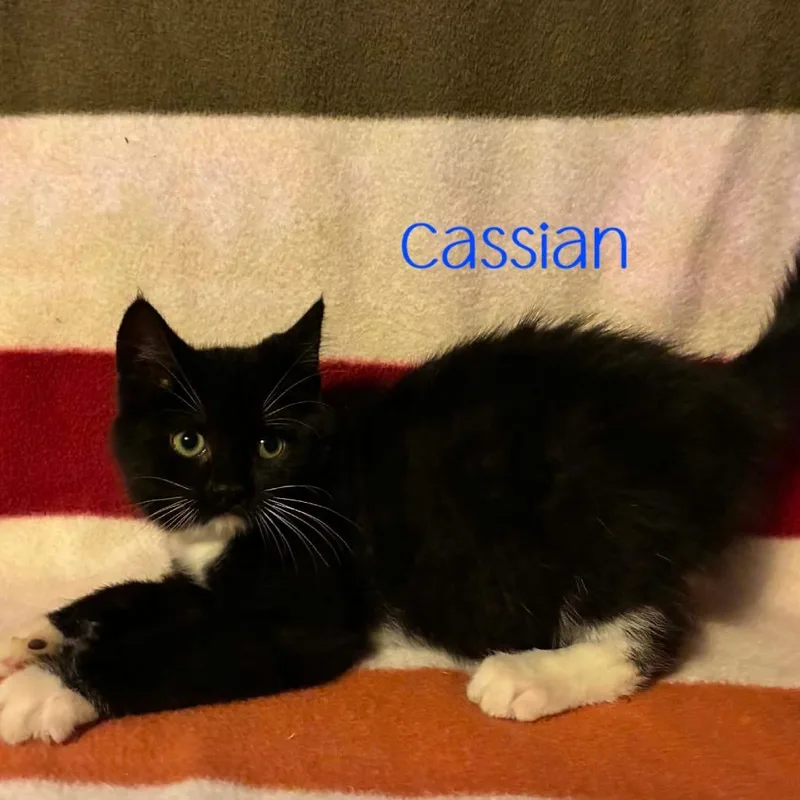 Cassian