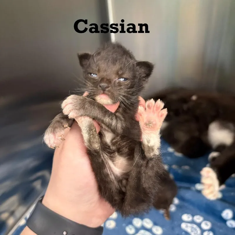 Cassian thumbnail 2