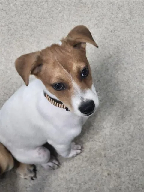 A baby small-sized male Rat Terrier dog named Tyson for adoption in Newton, NC