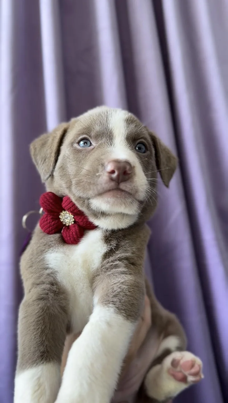A baby medium-sized female Bicolor Basenji dog named Ruby for adoption in West Hollywood, CA
