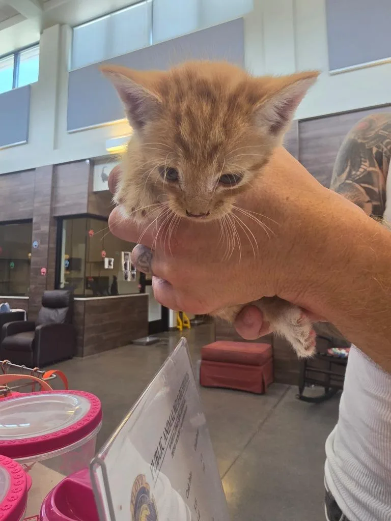 A young medium-sized female Domestic Short Hair cat named Baby Rhyne for adoption in Rome, GA