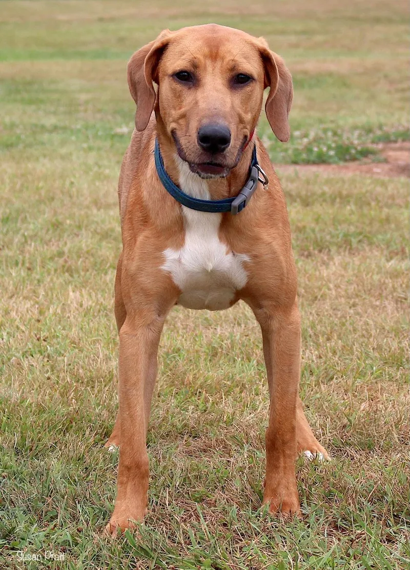An adult medium-sized male Yellow / Tan / Blond / Fawn Hound dog named Cobb for adoption in Bedford, VA