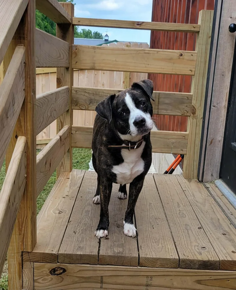 An adult medium-sized female Brindle Boston Terrier dog named Mona for adoption in Dyer, IN