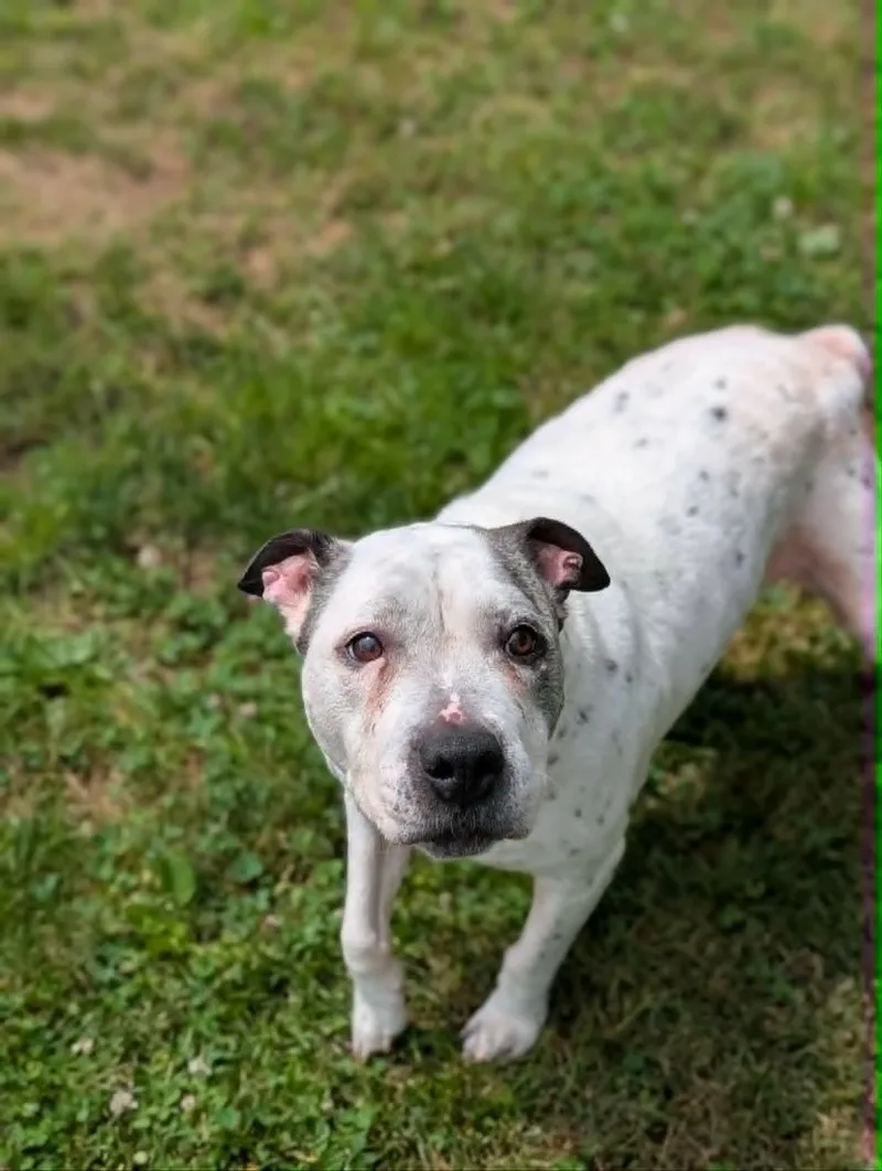 A senior medium-sized female White / Cream Terrier dog named Jewels for adoption in Chambersburg, PA