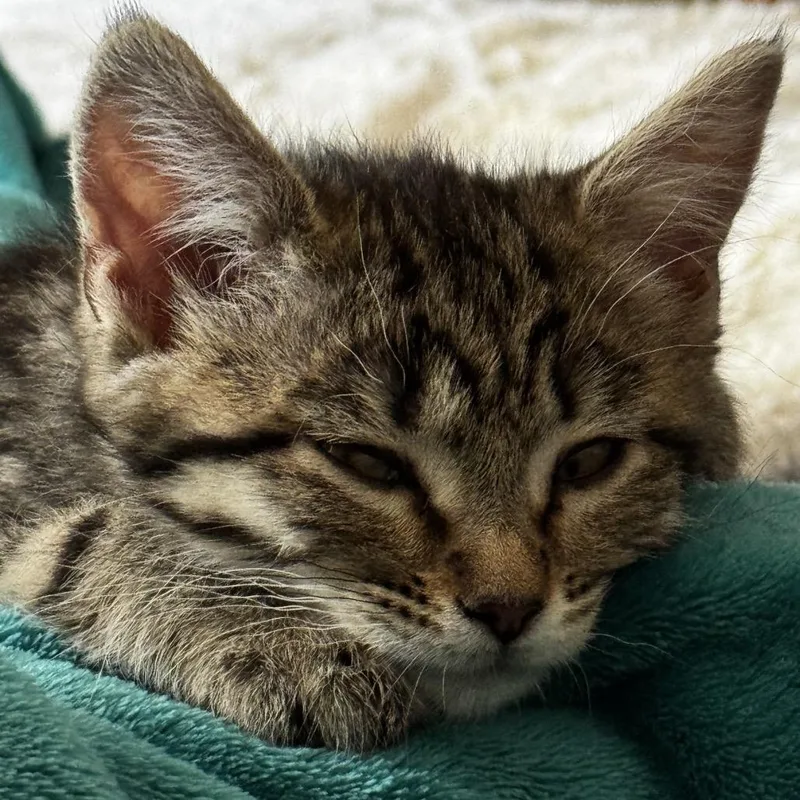A baby small-sized female Brown / Chocolate Domestic Short Hair cat named Cloudtail for adoption in Commerce City, CO