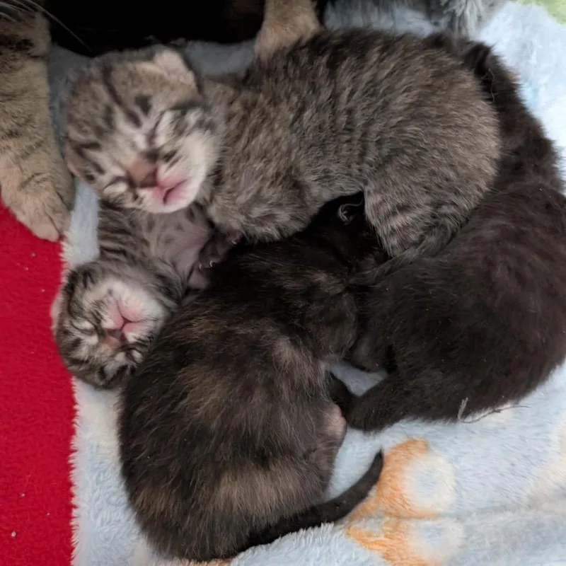 Cloudtail thumbnail 2