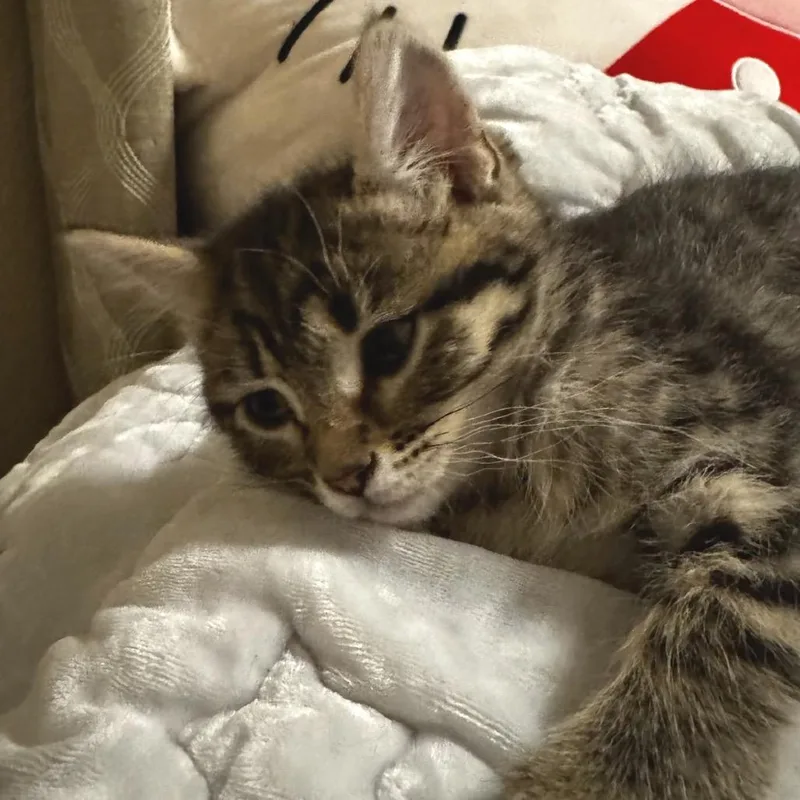 Cloudtail thumbnail 4