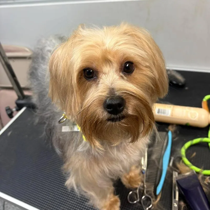 An adult small-sized female Gray / Blue / Silver Yorkshire Terrier dog named Bella for adoption in Wichita, KS