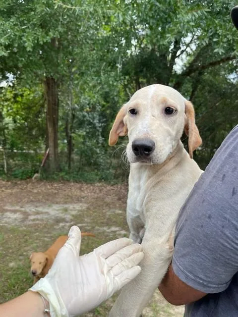 A baby medium-sized female Mixed Breed dog named Persnickety for adoption in Fort Walton Beach, FL