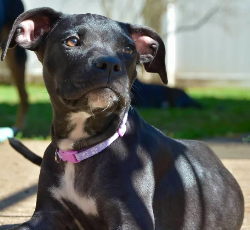 A baby medium-sized female Black Mixed Breed dog named Louise for adoption in Clinton, WI