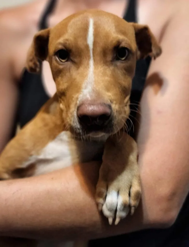 An adult medium-sized male Terrier dog named Big Tex for adoption in El Dorado, AR