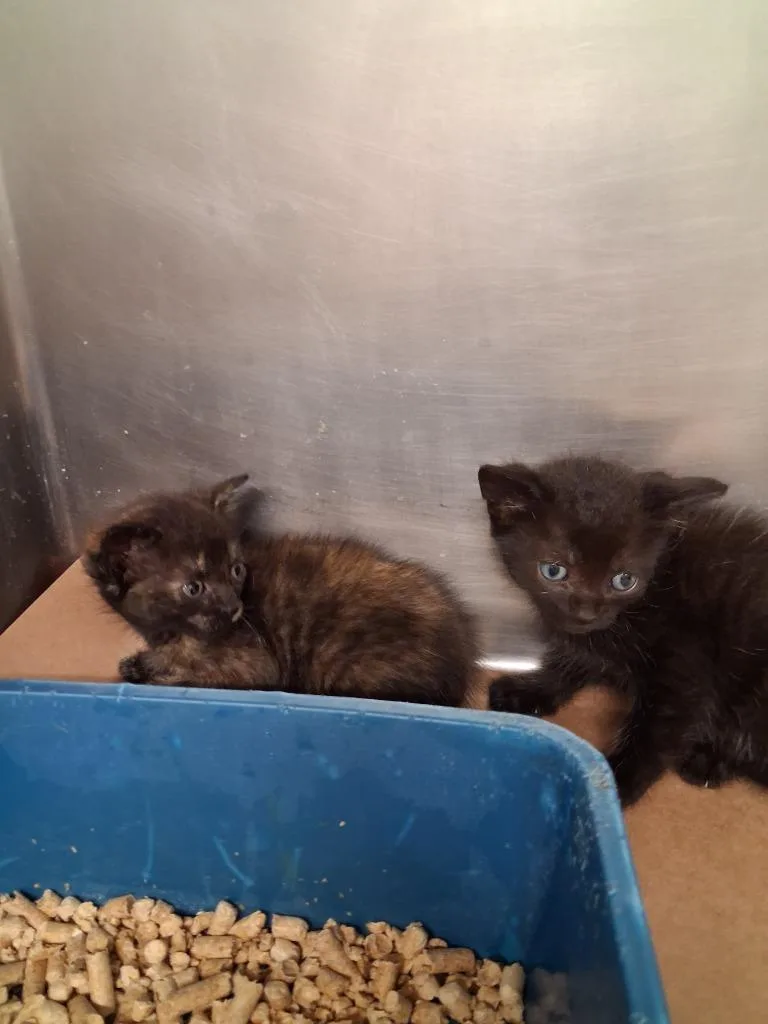 A baby large-sized male Domestic Short Hair cat named Widget for adoption in Cartersville , GA