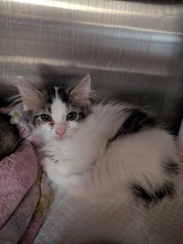 A young small-sized female Tabby (Brown / Chocolate) Domestic Long Hair cat named Chicago White Sock for adoption in Cincinnati, OH