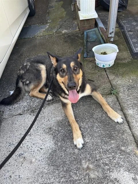 An adult extra large-sized male German Shepherd Dog dog named Brownie for adoption in Lincolnton, NC