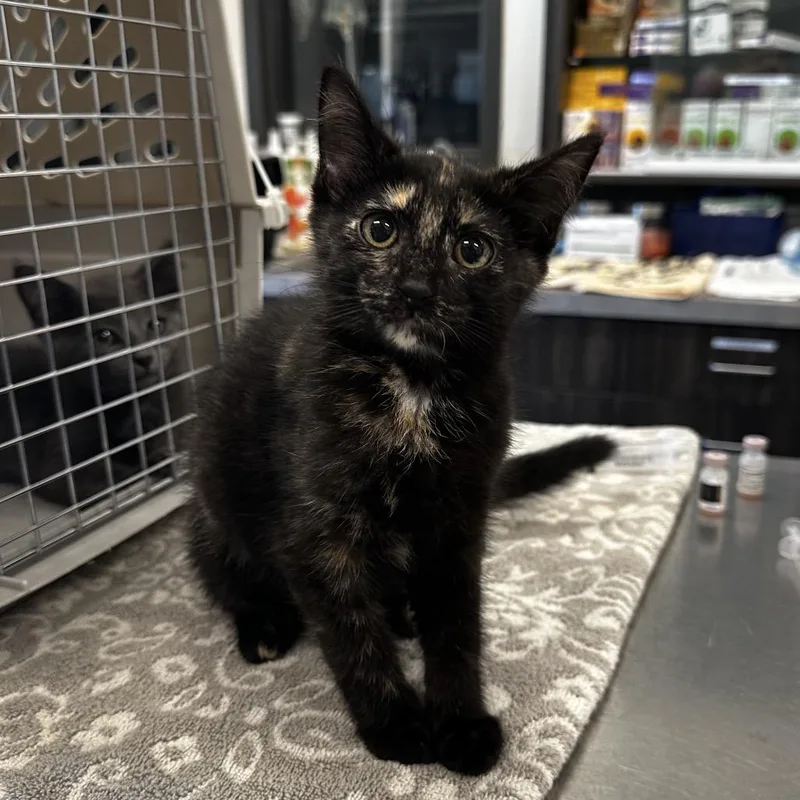 A baby small-sized female Tortoiseshell Domestic Short Hair cat named Selena for adoption in Hinsdale, IL