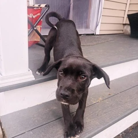 Chocolate thumbnail 2