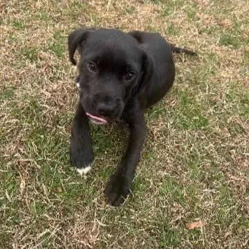 Chocolate thumbnail 4