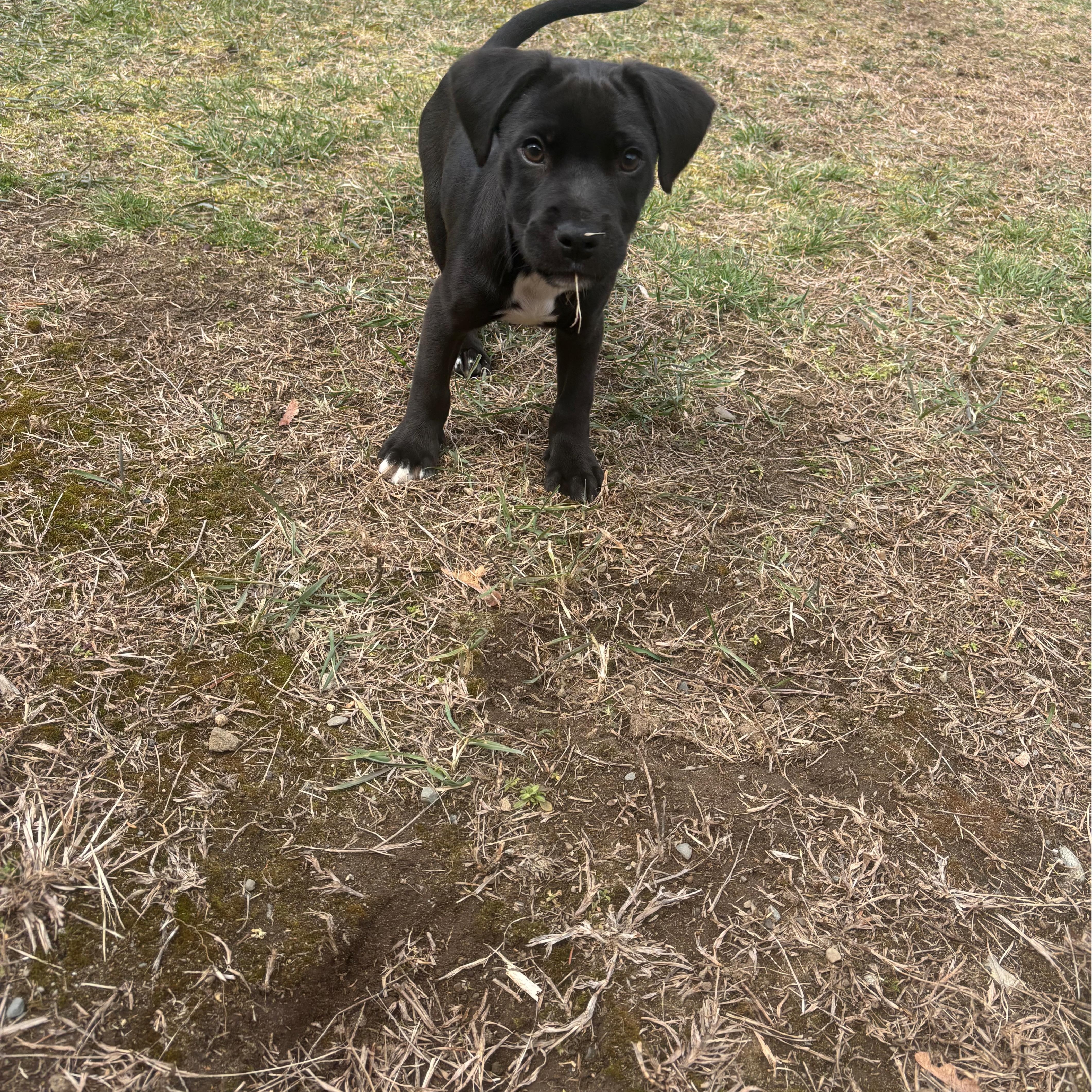 Chocolate thumbnail 5