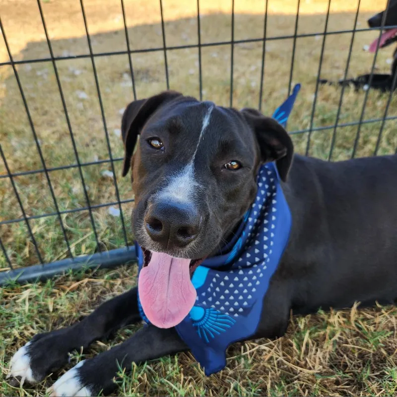 A young large-sized male Black American Staffordshire Terrier dog named Lemo FJ for adoption in Austin, TX
