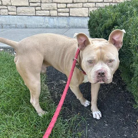 An adult medium-sized male Pit Bull Terrier dog named Icy for adoption in Dayton, OH