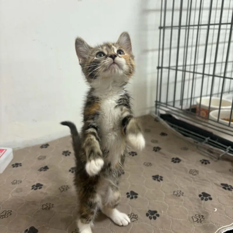 A baby small-sized female Black Domestic Short Hair cat named Sugars for adoption in Clairton, PA