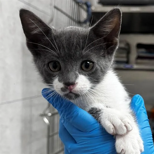 A baby small-sized male Domestic Short Hair cat named Nigel for adoption in Naples, FL