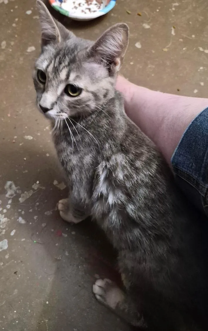 A young medium-sized male Tabby (Gray / Blue / Silver) Domestic Short Hair cat named Hibiscus for adoption in Stuart, VA
