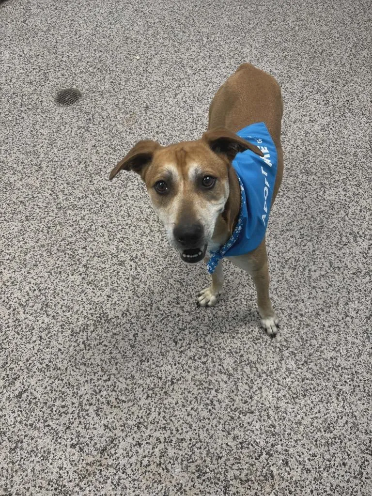 An adult medium-sized male Black Mouth Cur dog named Hank for adoption in Kendallville, IN