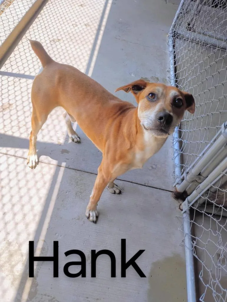 Hank thumbnail 4