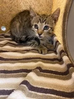 A baby small-sized male Domestic Short Hair cat named Kovu for adoption in Saint Cloud, FL