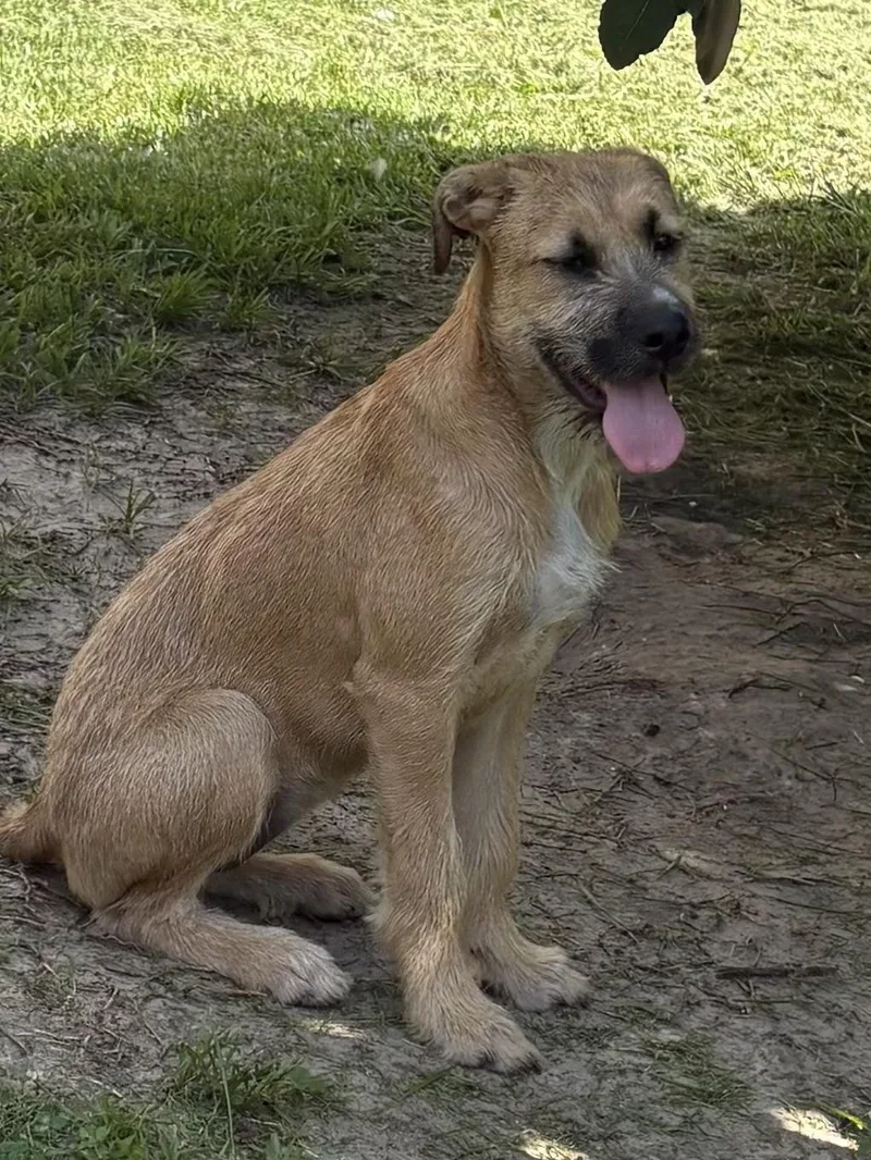 A young medium-sized female Golden Border Terrier dog named Nutella for adoption in Alexandria, LA