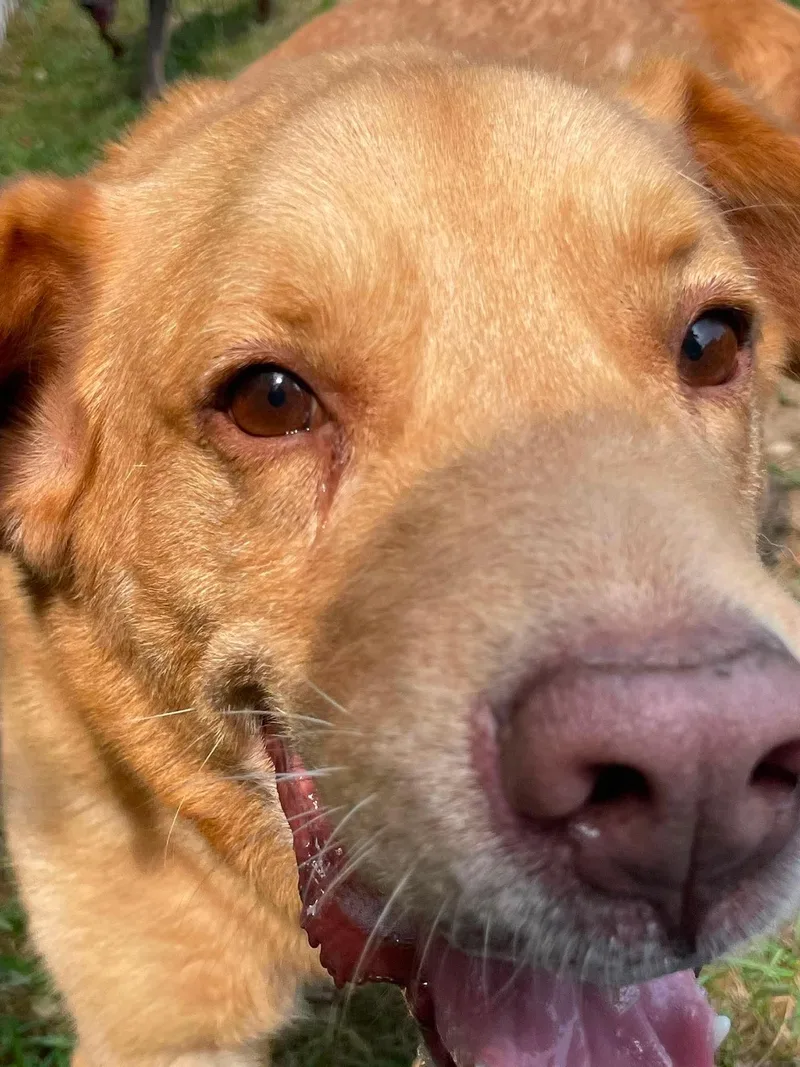 Jake