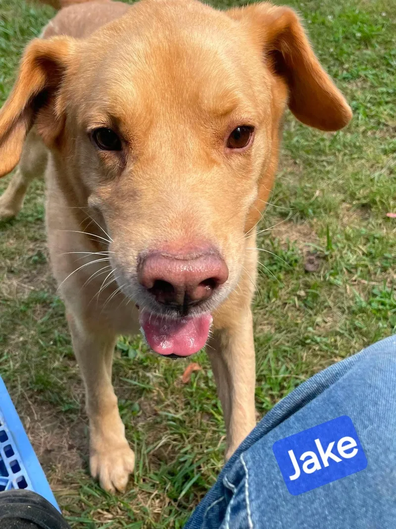 Jake thumbnail 3