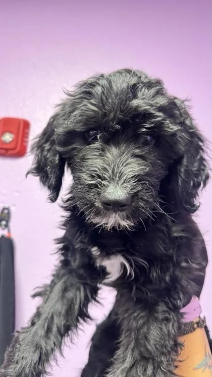 A baby small-sized female Black Mixed Breed dog named 61028971 for adoption in El Paso, TX