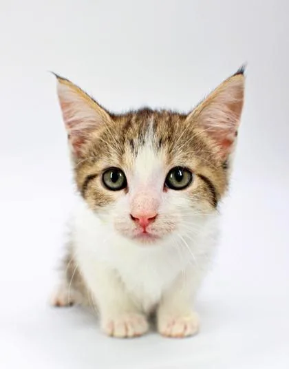 A baby small-sized female Domestic Short Hair cat named Soy Sauce for adoption in Morton Grove, IL
